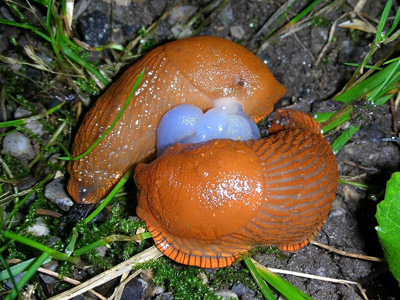 Arion sp. (presumo rufus) ... prima ... e ... dopo